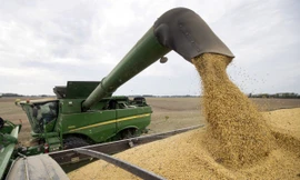 Ngành đậu tương Mỹ tiếp tục là nạn nhân của đòn trả đũa mới nhất từ Trung Quốc.