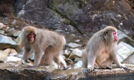 Đây là trường hợp đầu tiên tại Nhật Bản khi người bị nhiễm virus herpes B từ khỉ.