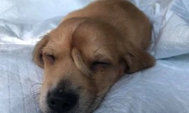 Chú chó có chiếc đuôi mọc trên mặt.