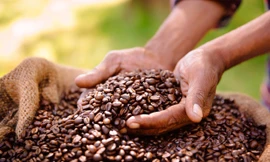 Cây cafe đang có nguy cơ tuyệt chủng khá cao.