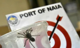 Những con nhện độc đang được tuồn vào Philippines bất hợp pháp.