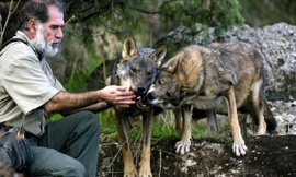 Chó cộng tác tốt với con người do đặc điểm hành vi cụ thể của chúng có điểm chung với chó sói.