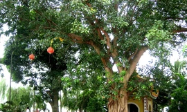 Cây bồ đề có gốc tích Ấn Độ tại chùa Trấn Quốc, Hà Nội.