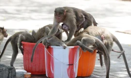 Lũ khỉ đang tranh giành nhau uống nước trong thời kiện thời tiết 50 độ C. Ảnh minh họa.