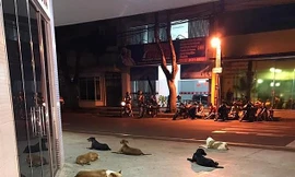 6 chú chó trung thành chạy theo chủ tới bệnh viện và nằm dài chờ đợi bên ngoài.