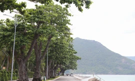 Sắc xanh tươi đẹp trên 'đảo ngọc' Côn Đảo