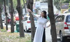 Triệu cánh kèn hồng rực rỡ khoe sắc trong lòng phố thị Sài Gòn