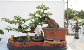 50 quốc gia góp mặt tại lễ hội Bonsai và Suiseki châu Á - Thái Bình Dương