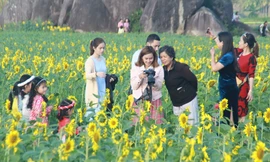 Vườn hoa hướng dương 'khổng lồ' ở Quảng Ngãi hút khách ngày cận Tết