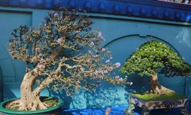 Chiêm ngưỡng các tác phẩm bonsai và đá cảnh nghệ thuật quốc tế hội tụ ở TPHCM