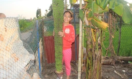 Lạ lùng buồng chuối ra trái 'đếm không xuể'