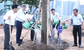 Ven bờ sông Sài Gòn được phủ 'cánh đồng hoa hướng dương'