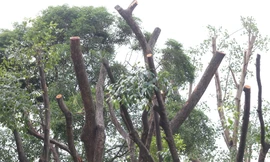 TPHCM lý giải hiện tượng cây 'nhìn xanh tốt nhưng khi ngã đổ thì gốc đã mục’