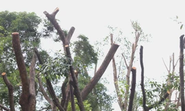 Lý do hàng loạt cây xanh ở TPHCM bị cắt tỉa trơ trụi