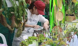 Mê mải với kỳ hoa, dị thảo ở 'vương quốc' hoa Gò Vấp