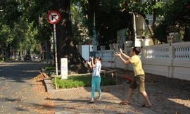 Ngày chớm hè, ngắm cánh chò nâu lả tả bay giữa Sài Gòn 