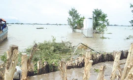 Hơn 9 ngàn hecta lúa thu đông bị mất trắng