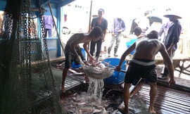 'Ngắc ngoải', thiếu thị trường