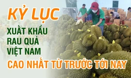 Kỷ lục xuất khẩu rau quả Việt Nam cao nhất từ trước tới nay