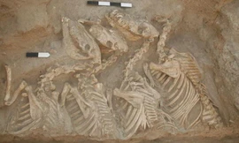 Phát hiện Kunga 4.500 tuổi, 'quái vật' đầu tiên lai giữa 2 loài khác nhau