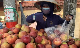 ‘Bóc giá’ trái cây Trung Quốc tại chợ đầu mối