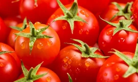 Cà chua biến đổi gene giúp giảm cholesterol