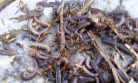 Sâu lạ tấn công ruộng vườn