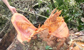 Thái Nguyên lập đoàn kiểm tra phá rừng