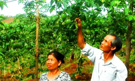 Vợ chồng ông Hiều cụt vốn chăm sóc vườn chanh dây