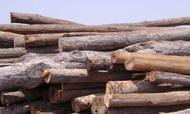 Gỗ khai thác trái phép ở Gia Lai Ảnh: PV