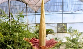 'Hoa xác chết' khổng lồ bốc mùi hôi thối