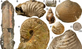 Hóa thạch sinh vật 65 triệu năm tuổi