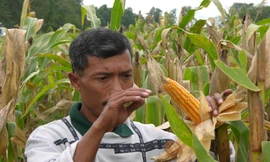 Cây trồng CNSH tiếp tục gia tăng trên toàn cầu