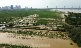 Hà Nội hỗ trợ tiền cho người trồng đào, quất 