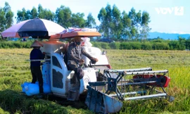 Nông dân Hà Nội thu hoạch lúa