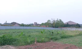 Hơn 186.000 m2 đất nông nghiệp công ích ở huyện Phúc Thọ sẽ được đấu giá quyền cho thuê với giá khởi điểm 675 đồng/m2. 