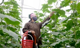 Nông dân Hà Nội thu hoạch rau màu (ảnh minh họa)