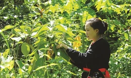 Người dân tộc ít người ở Hà Nội có đời sống ngày càng tốt hơn