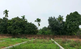 Một khu đất đấu giá ở Ba Vì