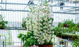 Một chậu hoa lan đột biến