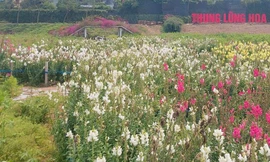 Quận Tây Hồ sẽ có vườn hoa, cây xanh rộng hơn 3.400 m2