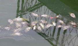 Hé lộ nguyên nhân cá ở hồ Bách Thủy Hợp chết hàng loạt 