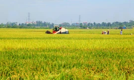 Hà Nội đề xuất chuyển đổi hơn 29 ha đất lúa để triển khai dự án tại 6 quận, huyện