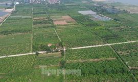 Màu xanh trở lại trên vùng bãi sông Hồng gần 2 tháng sau bão