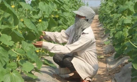 Hà Nội: Cho phép xây dựng công trình trên đất nông nghiệp để phục vụ sản xuất