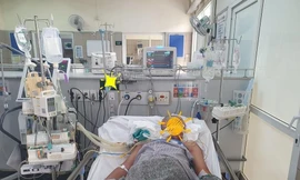 Hôn mê, liệt toàn thân vì ăn cua mặt quỷ