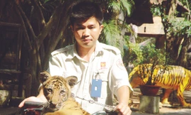 Con hổ tên “Bi” Ảnh: T.N.A