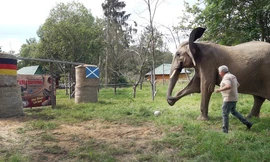 Voi Bubi dự đoán kết quả trận Đức vs Scotland. 