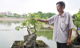 Ông Chương tỉa tót cho cây cảnh bên ao cá	