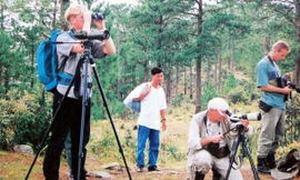 Ngắm chim trong rừng thông